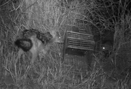 Black-backed jackal (Canis mesomelas) antagonizes a white-tailed mongoose (Ichneumia albicauda).