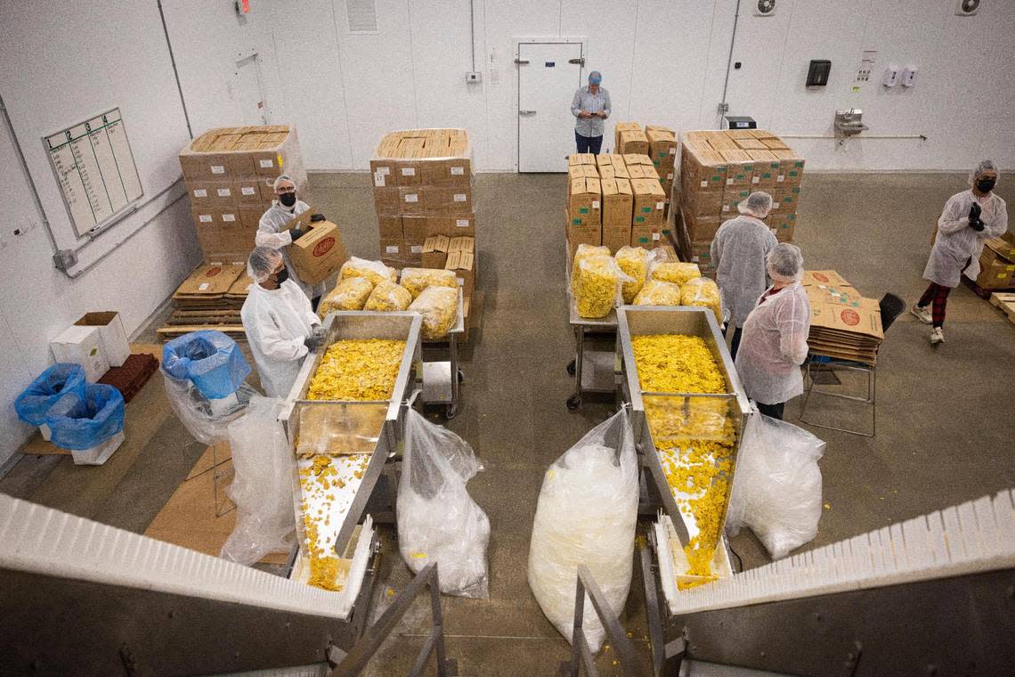 Chifles plantain chips are sorted as they moved along the conveyor belt to be dropped into bags at the factory near North Miami on Tuesday, Sept. 5, 2023.