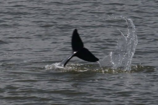 The tail of a critically endangered Irrawaddy dolphin spotted on the coast of West Kalimantan on Indonesia's half of Borneo island by a team from the conservation group WWF, in an undated photo released by WWF-Indonesia on February 7. WWF said it spotted 18 Irrawaddy dolphins in Indonesian waters off Borneo Tuesday and called for greater protection of the species' habitat