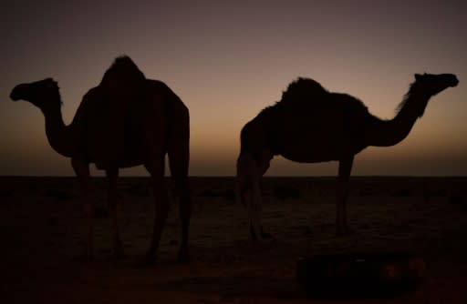 Camels were first introduced to Australia in the 1840s�to aid in the exploration of the continent's vast interior, with up to 20,000 imported from India in the six decades that followed