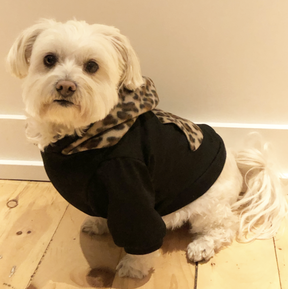 Leopard Print Dog Hoodie. Image via Bronx & Co.