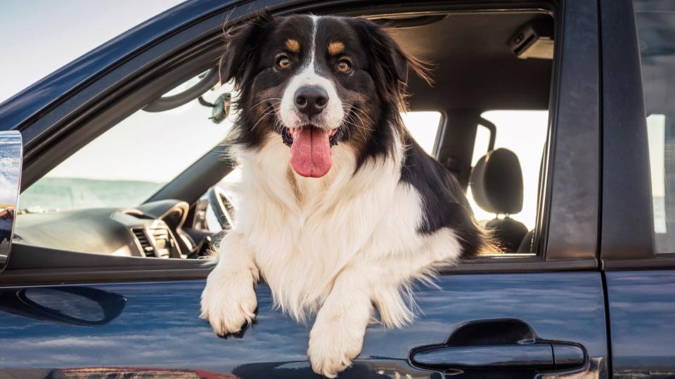 Dog in car