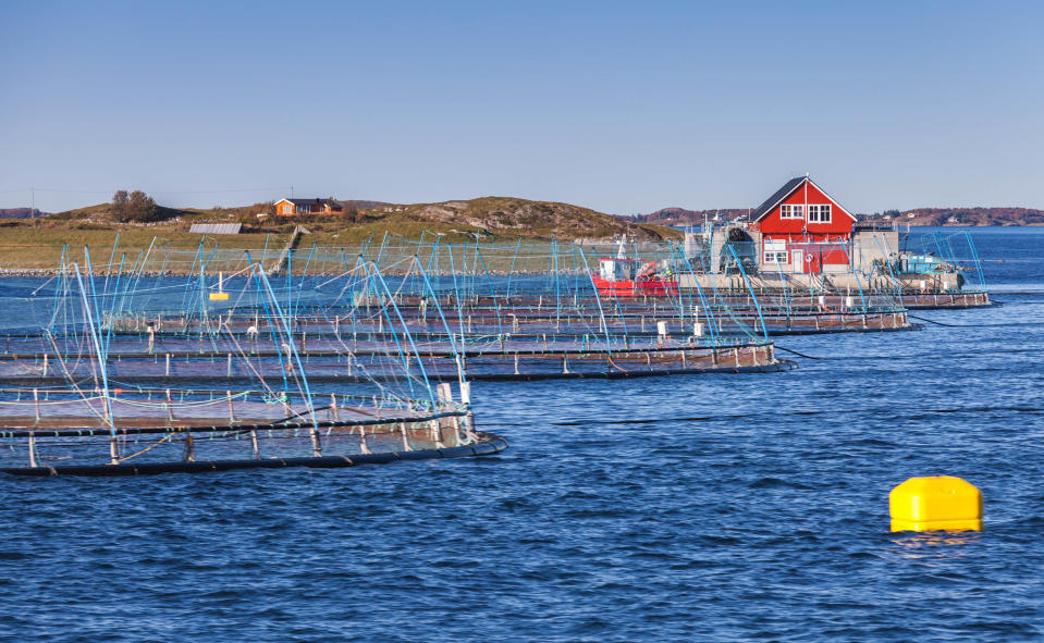 Marine Harvest: Klingt komisch, ist aber so …