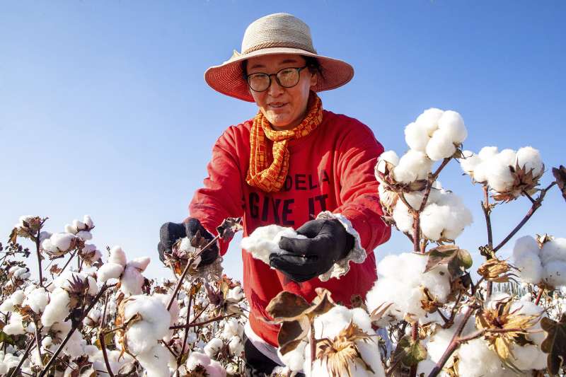 新疆棉花，維吾爾人，種族滅絕（AP）