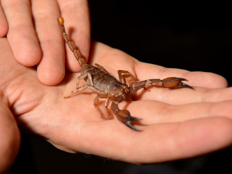 A scorpion like this one landed on Richard Bell’s head before stinging him (Getty)