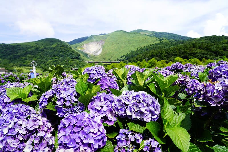 台北陽明山｜竹子湖「財福海芋田」