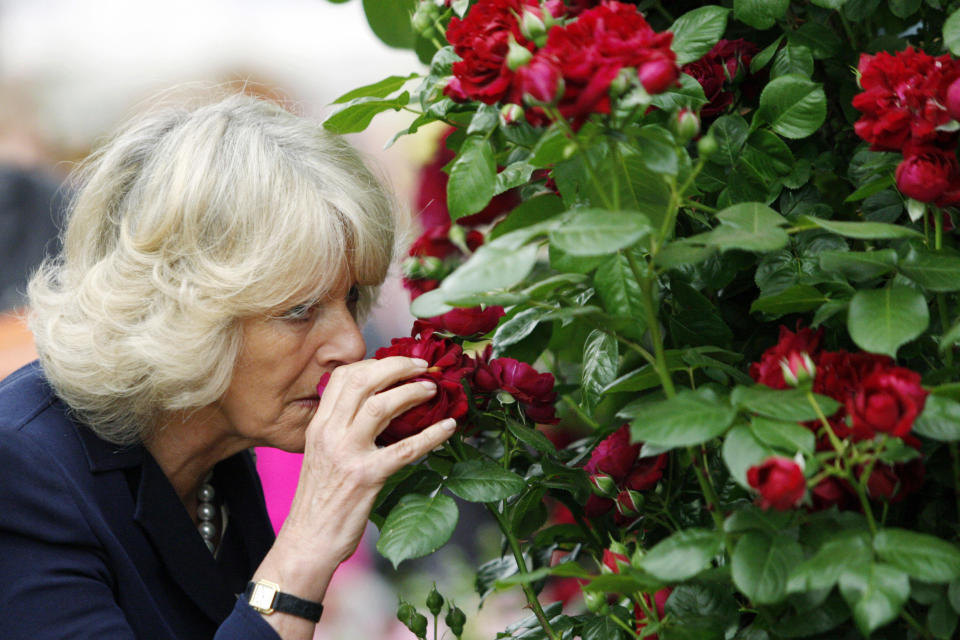 Camilla,  Duchess of Cornwall smells a 'Highgrove' rose during a visit to the annual Chelsea Flower Show in 2009. (Getty Images)