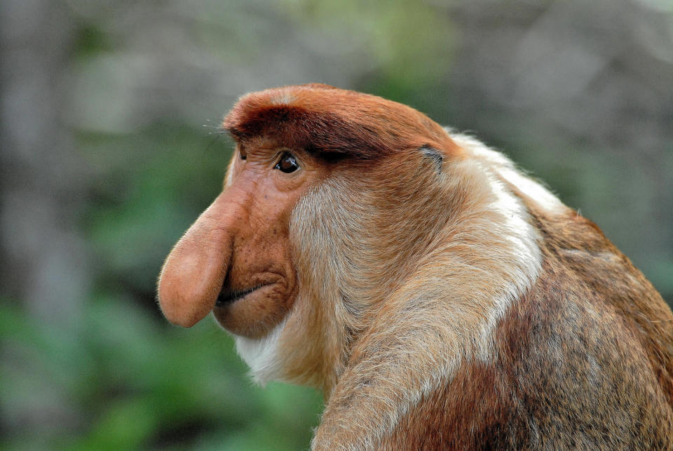 <b>Proboscis Monkey- Borneo (Sabah, Malaysia), 2009</b> <p> This is one of the funniest-looking monkeys I’ve seen! Inhabiting the hot rainforests by day, they high-tail it to trees overhanging the river at dusk to avoid predators while they sleep!</p>