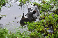 KAZIRANGA, INDIA - JULY 18, 2020: A rhino rests near NH 37 after straying out from flood-affected Kaziranga National Park, in Nagaon district of Assam ,India - PHOTOGRAPH BY Anuwar Ali Hazarika / Barcroft Studios / Future Publishing (Photo credit should read Anuwar Ali Hazarika/Barcroft Media via Getty Images)