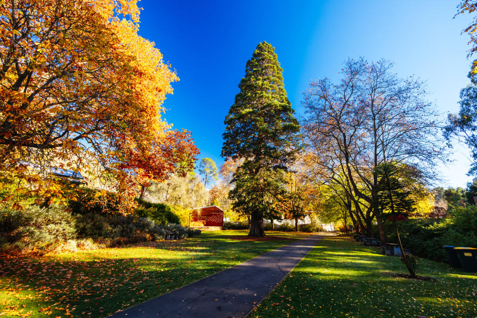 A paved path runs through a park with various trees, some showcasing autumn leaves