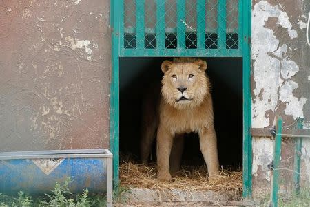 Simba the lion, one of two surviving animals in Mosul's zoo, along with Lola the bear, is seen at an enclosure in the shelter after arriving to an animal rehabilitation shelter in Jordan, April 11, 2017. REUTERS/Muhammad Hamed