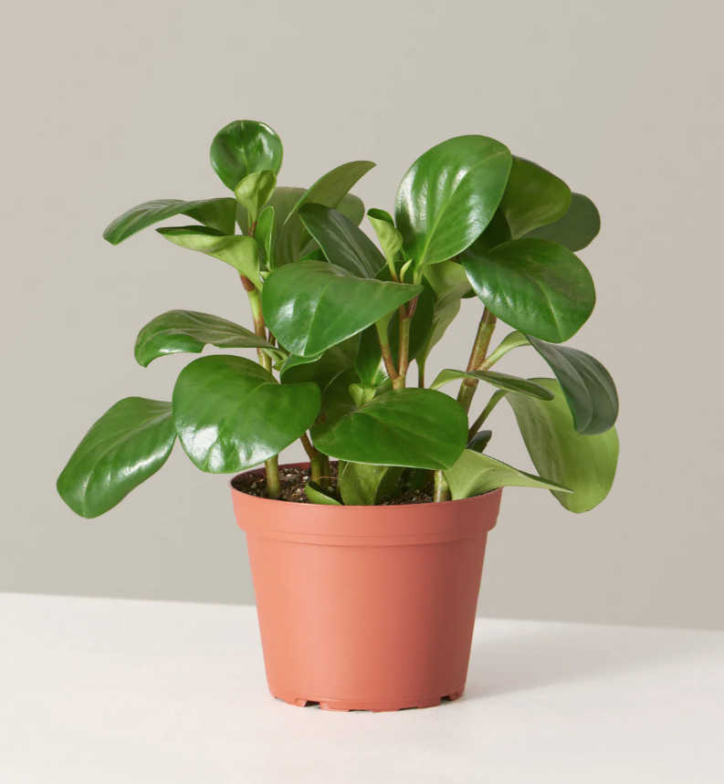 <p><a href="https://go.redirectingat.com?id=74968X1596630&url=https%3A%2F%2Fwww.thesill.com%2Fproducts%2Fpeperomia-green%3Fvariant%3D39672960122985&sref=https%3A%2F%2Fwww.goodhousekeeping.com%2Fhome-products%2Fg46329308%2Fbest-home-products-january-2024%2F" rel="nofollow noopener" target="_blank" data-ylk="slk:Shop Now;elm:context_link;itc:0;sec:content-canvas" class="link ">Shop Now</a></p><p>Peperomia Obtusifolia</p><p>thesill.com</p><p>$48.00</p>