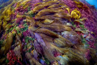 <p>It is still winter in Rausu, Shiretoko Rausu, Hokkaido, Japan, March 8, 2017. With a lot of snow remaining, a monotone landscape stretches out. Yet, once you go under the water, there are amazingly colorful kelps and seaweeds. (Photograph by Toru Kasuya) </p>