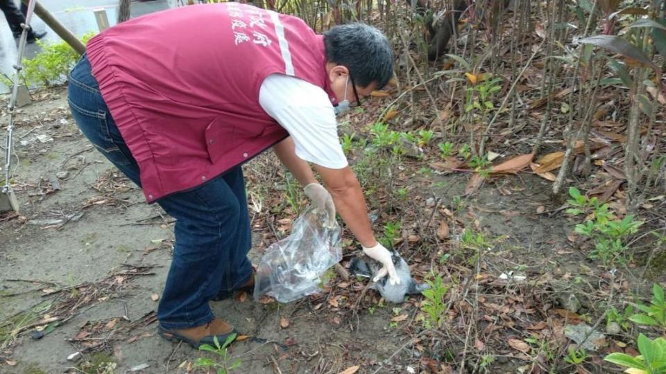 新北市公園近日來發現2具鴿子屍體，一度以為是遭人虐殺，動保員到場調查。（圖／新北市動保處）