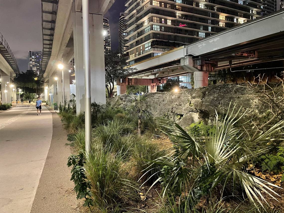 A ridge of exposed limestone runs beneath the Metrorail near the Brickell Station in a section of the Underline called the Oolite Room.