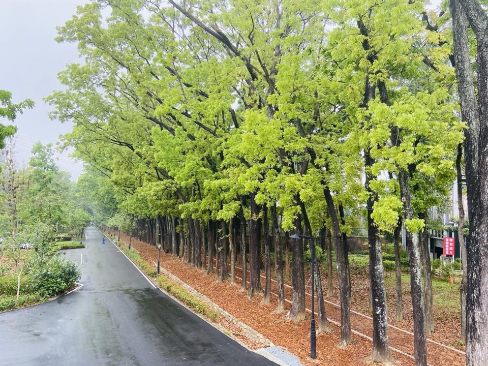 高雄六龜美濃一日遊 新威森林公園、桃花心木綠色隧道、美濃文創中心、美濃粄條小吃、美濃啖糕堂