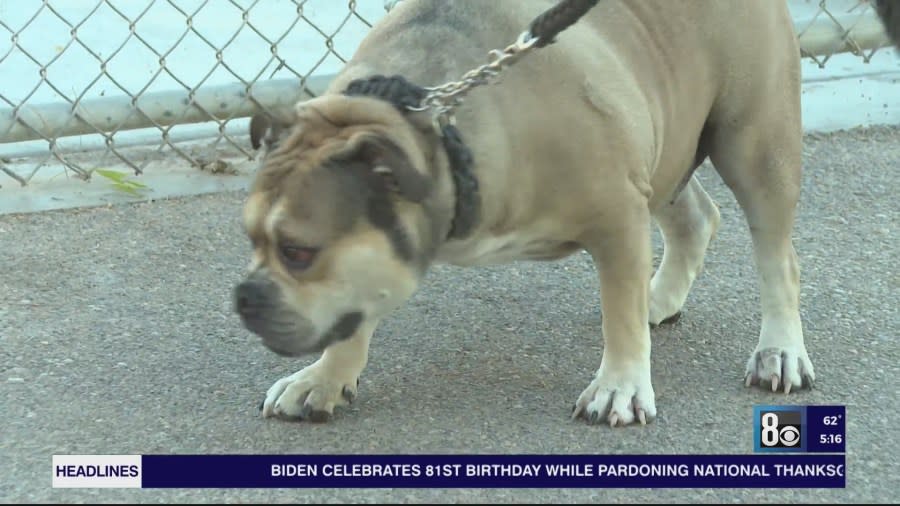 Owner Charlotte Moore told us she took her bulldog, Buzz, to the vet to bring him up to date on all his shots when she heard about the respiratory illness. (KLAS)