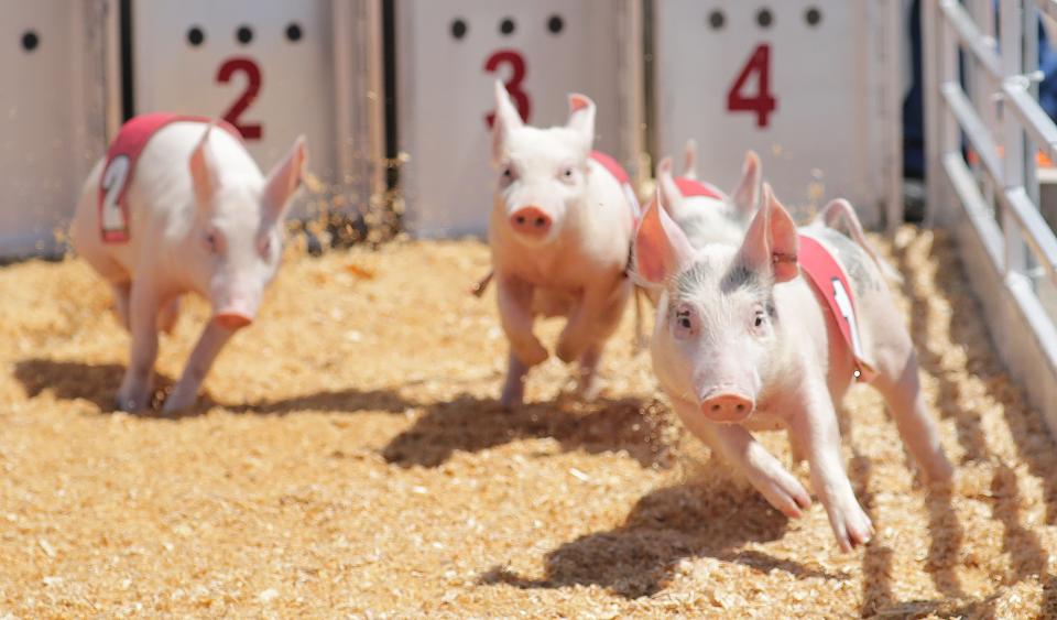 The always popular pig races take place at the Wisconsin State Fair in West Allis on Thursday, Aug. 1, 2019.