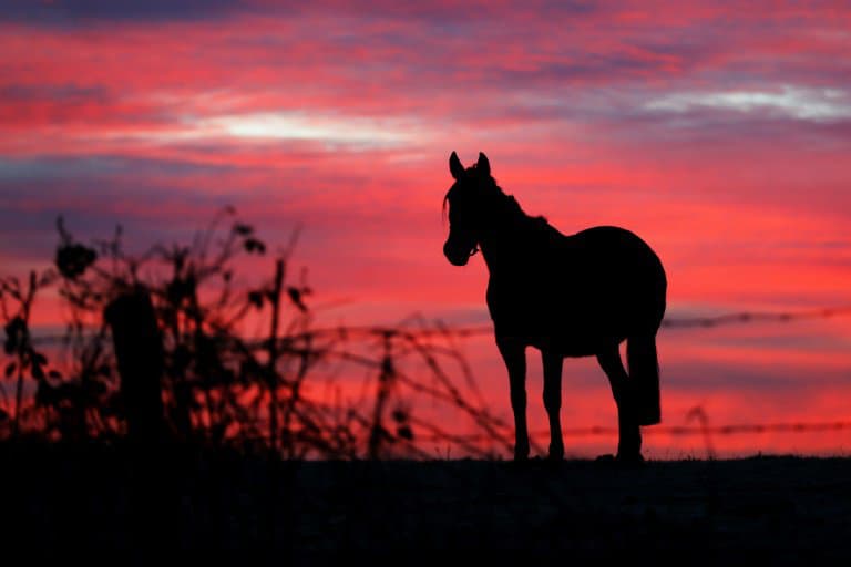 Un cheval à l'aube dans un pré de Mortree, en Normandie, le 18 janvier 2019 - CHARLY TRIBALLEAU © 2019 AFP