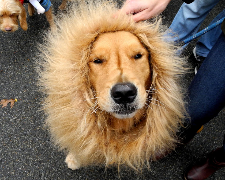 New Yorkers show costumed dogs for Halloween