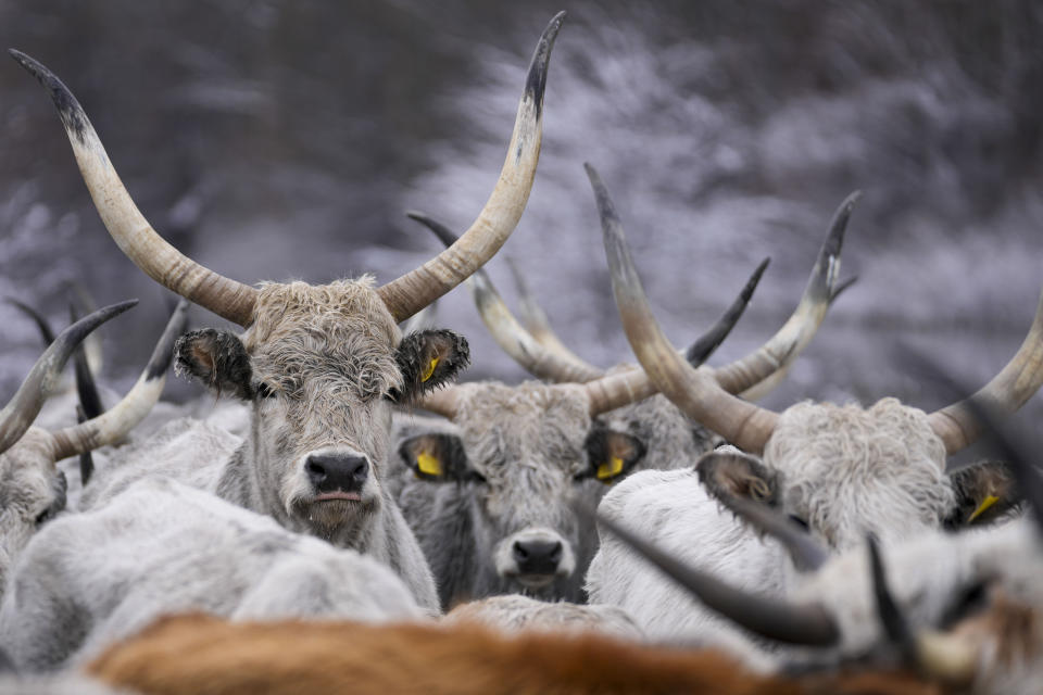 Cows stand on a flooded river island Krcedinska ada on Danube river, 50 kilometers north-west of Belgrade, Serbia, Tuesday, Jan. 9, 2024. After being trapped for days by high waters on the river island people evacuating cows and horses. (AP Photo/Darko Vojinovic)