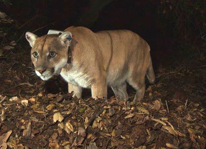 FILE PHOTO: A remote camera photo of the Griffith Park mountain lion known as P-22