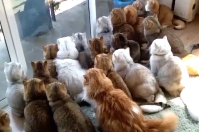 ▲小鳥現身庭園，吸引大約20隻貓在窗前群聚，眼神犀利猛盯。（圖／Instagram：meowmrscat） 
