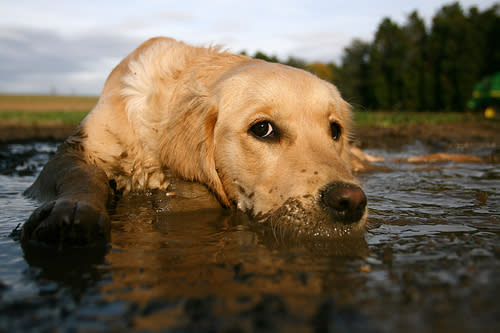 Diese Hunde lieben Matsch!