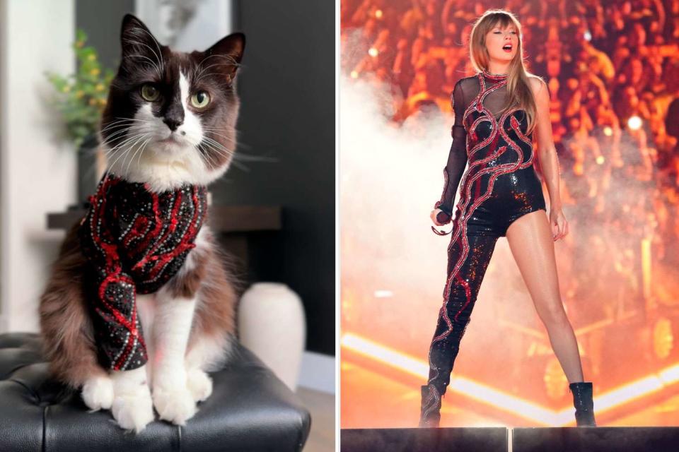 <p>@badger.dot; Kevin Mazur/Getty Images</p> Badger the cat in his Reputation era; Taylor Swift on the Eras Tour