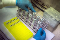 Puseletso Lesofi, prepares to sequence COVID-19 omicron samples at the Ndlovu Research Center in Elandsdoorn, South Africa Wednesday Dec. 8, 2021. The centre ls part of the Network for Genomic Surveillance in South Africa, which discovered the omicron variant. (AP Photo/Jerome Delay)