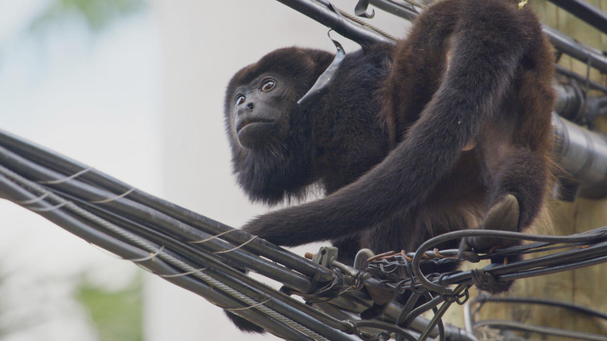 Mammals showed the plight of howler monkeys crossing power lines in Costa Rica. (BBC)
