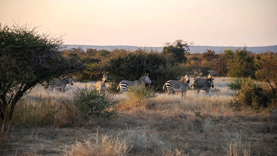 Lopez’s weekend safari experiences in South Africa often included zebra sightings.