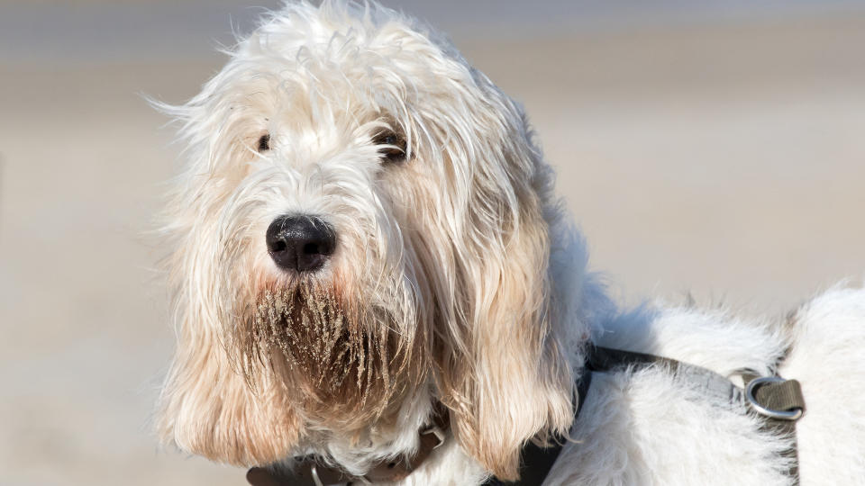 Grand Basset Griffon Vendéen