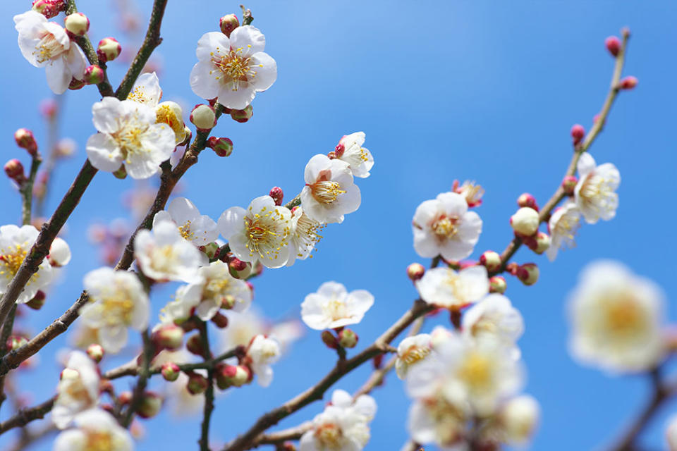 曾我梅林（Image Source : Getty Creative/Aflo Images）