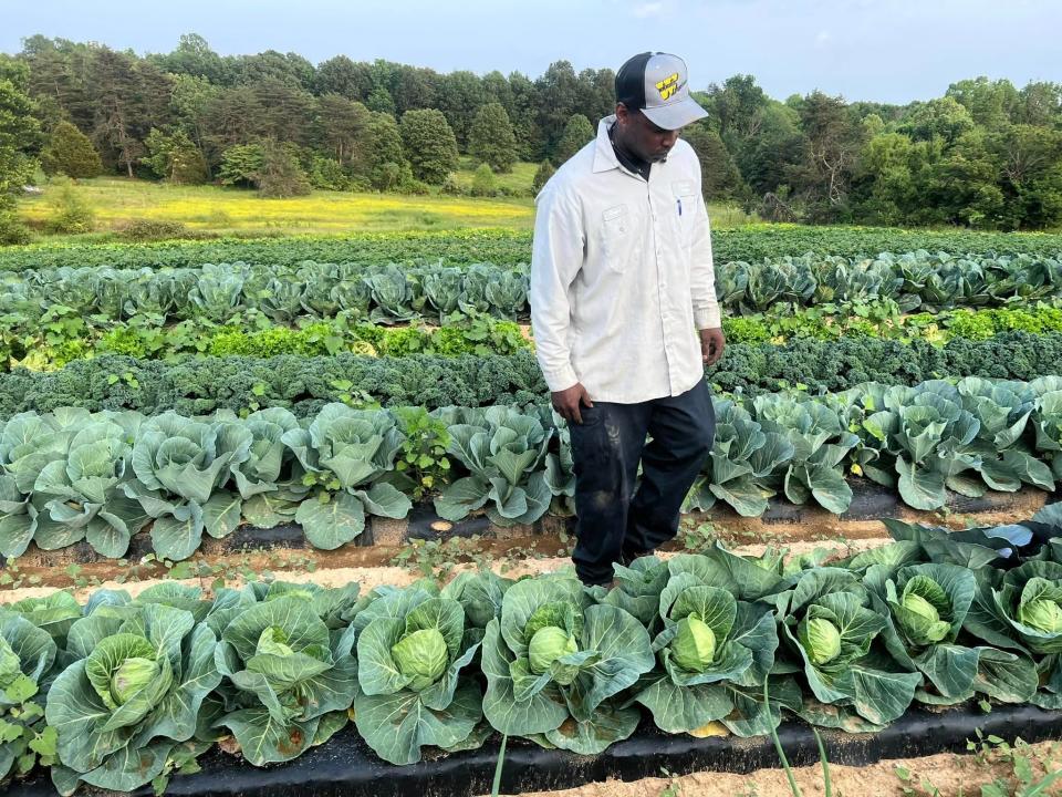 Travis Cleaver checks rows of cabbage, kale and collard greens at his family's Hodgenville farm.