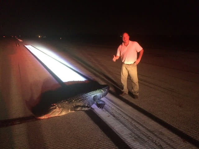 Pilot hits alligator on runway at Orlando airport