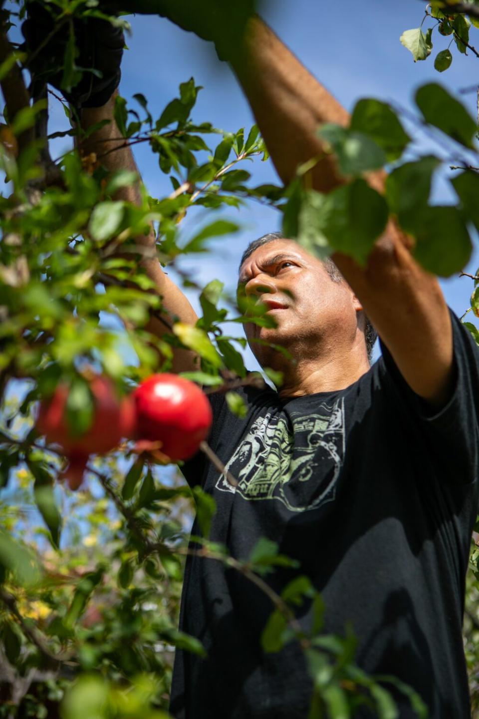 A man trims fruit trees.