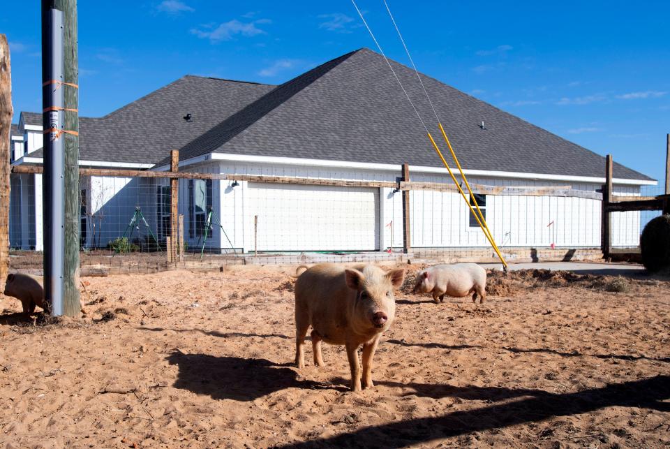 Bill Lewis built this pig pen on his property in the Chumuckla area to disrupt the neighborhood and bring light to the fact that homebuilder D.R. Horton built driveways through his property without his permission.