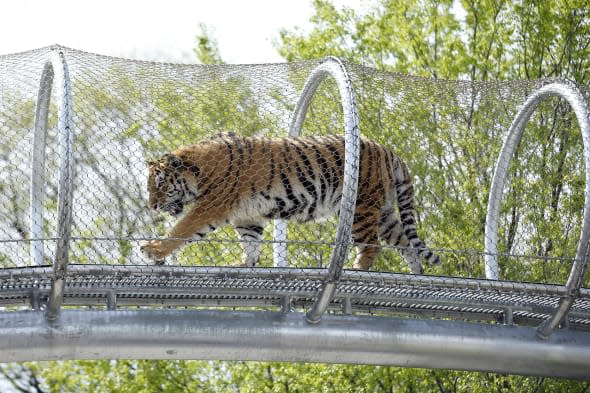 Philadelphia Zoo Tiger Trail