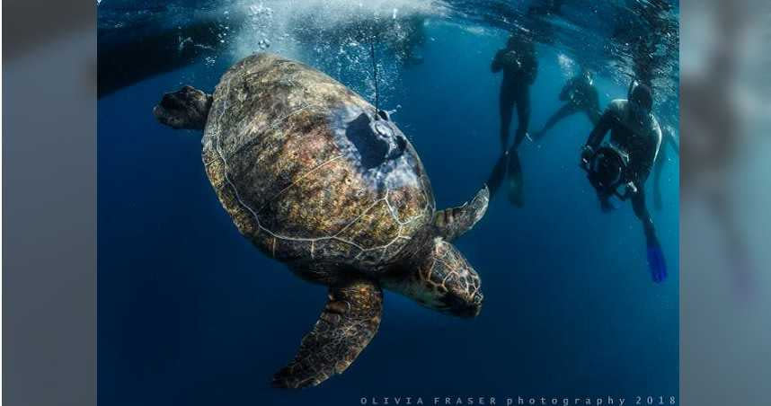 赤蠵龜闊別20年回歸大海。（圖／Two Oceans Aquarium臉書）