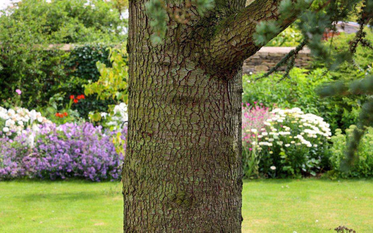 Tree in Pam Ayres' garden