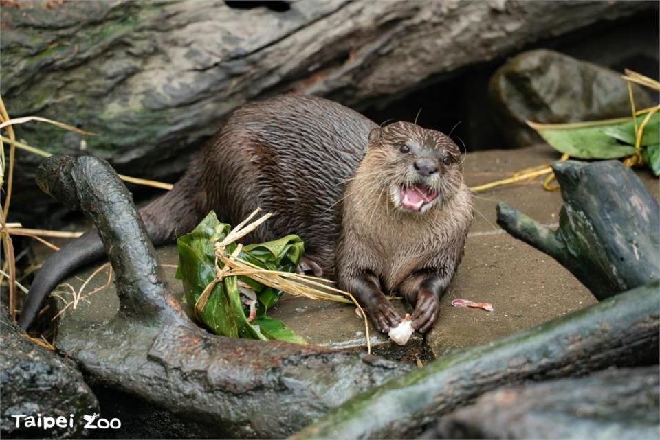 快新聞／水獺也愛國產台灣鯛！　「世界海洋日」台北動物園辦食魚嘉年華