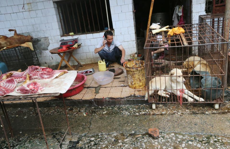 china wet market