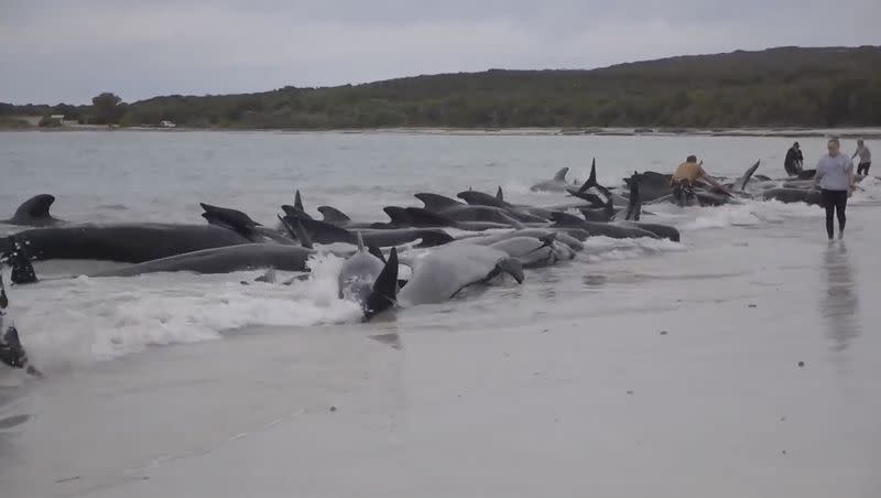 This image from a video, shows whales stranded on Cheynes Beach east of Albany, Australia Tuesday, July 25, 2023. Nearly 100 pilot whales stranded themselves on a beach in western Australia Tuesday, and about half had died by Wednesday morning, despite the efforts of wildlife experts and volunteers to save them. 