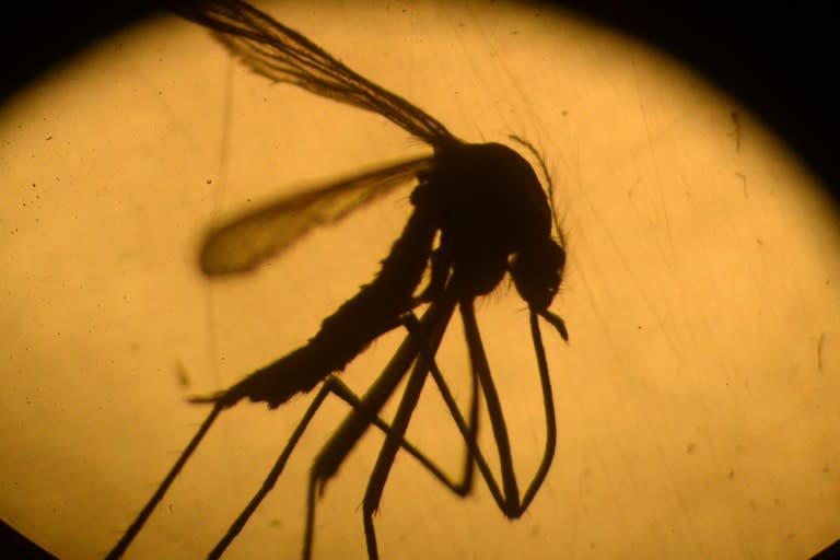 Zika can be spread via bites from an infected mosquito, or by sexual contact with a person suffering from the virus