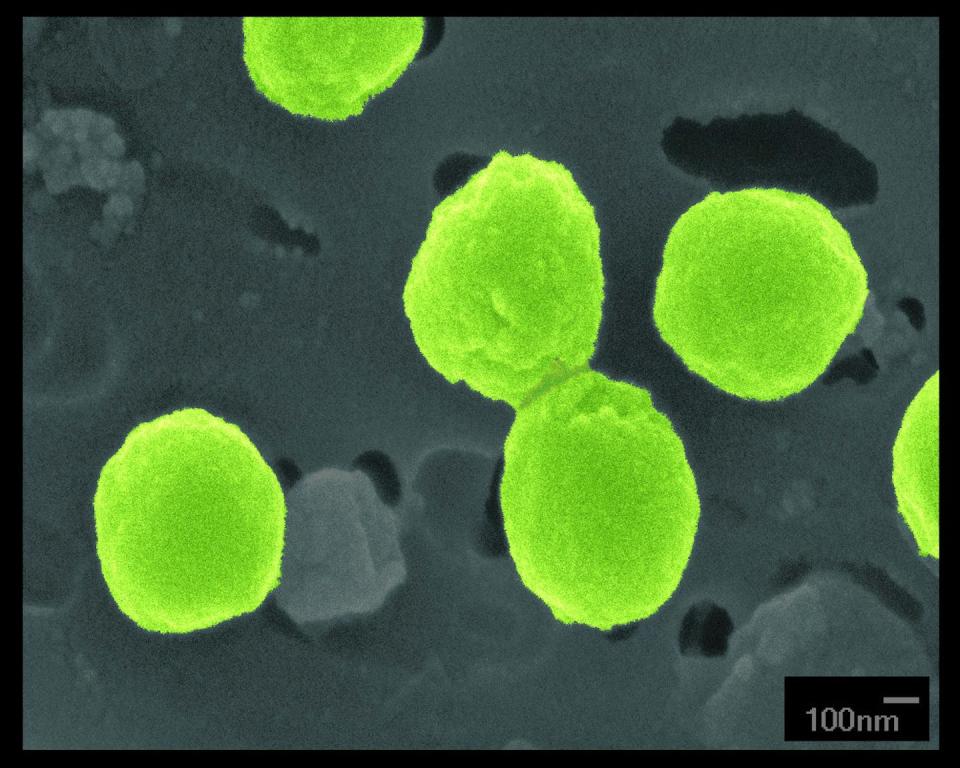 Microscopy image of spherical bacteria, colored bright green