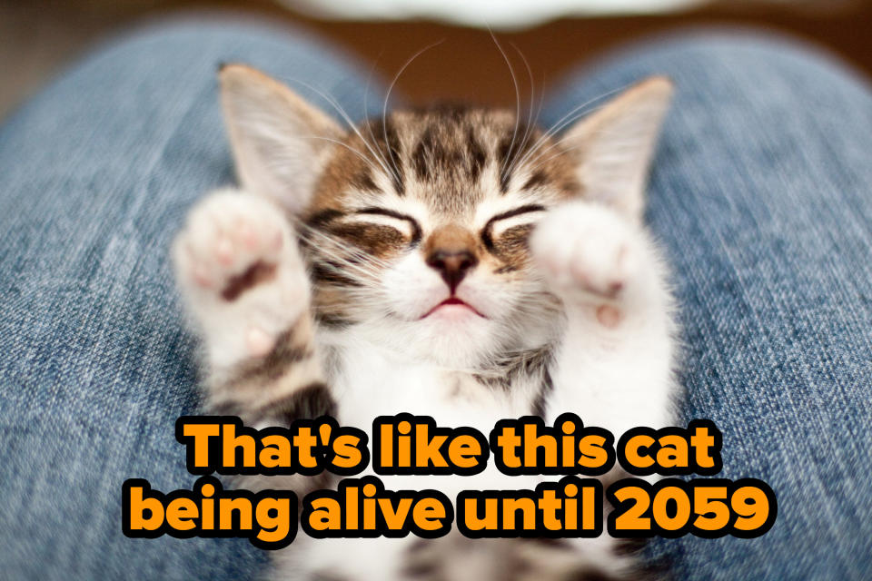 Written over a kitten on someone's lap: "That's like this cat being alive until 2059"