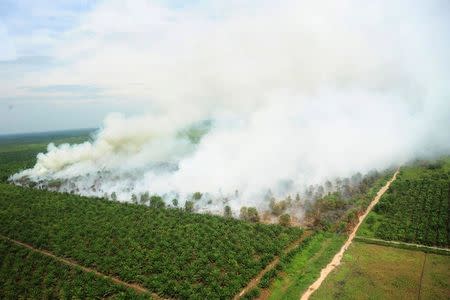 A wildfire is seen from a Ministry of Environment and Forestry helicopter over Kubu Raya, near Pontianak, West Kalimantan, Indonesia August 25, 2016, in this photo taken by Antara Foto. Antara Foto/Jessica Helena Wuysang/via REUTERS