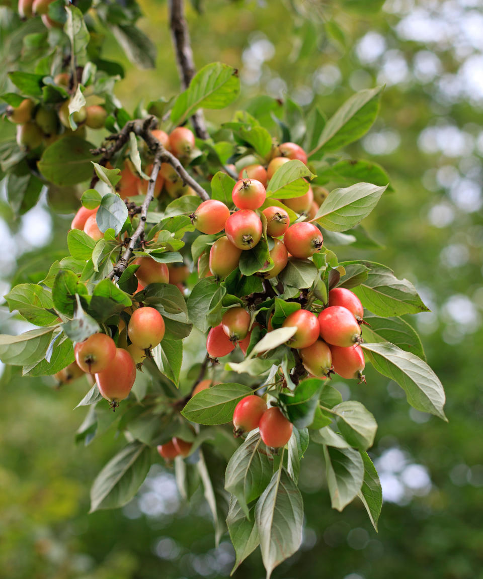 4. Malus 'John Downie'