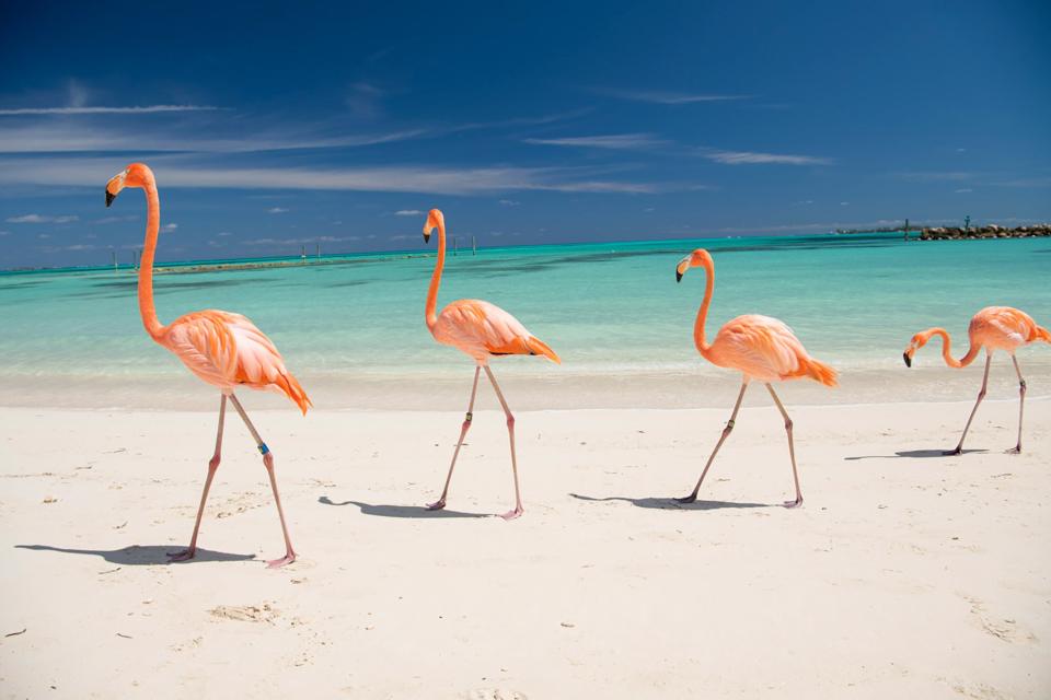 The Bachelor Baha Mar. Credit: Baha Mar